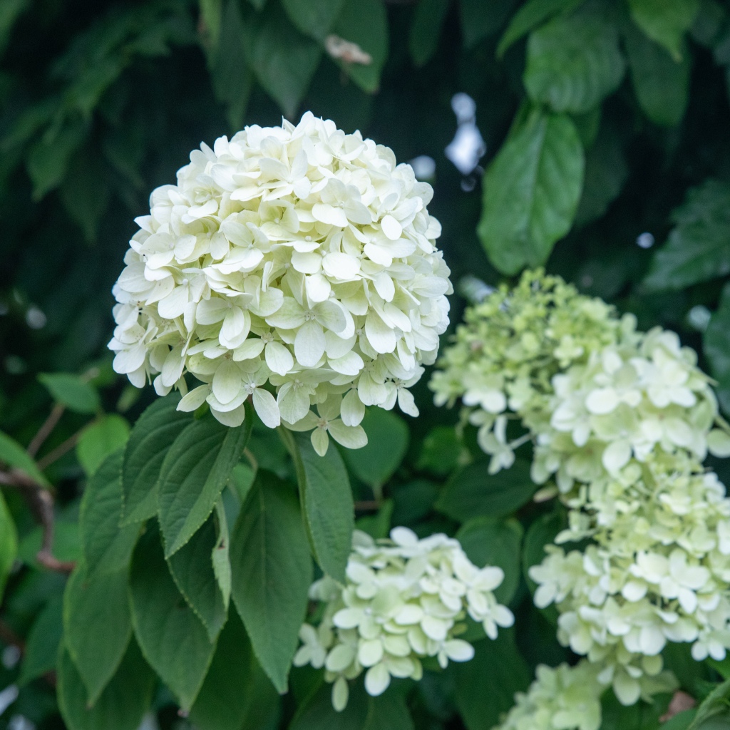 A large ball of white flowers, with other hortensias visible in the background