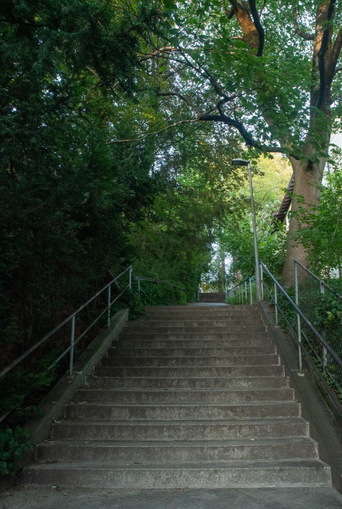 Stairs with metallic rails on each side between trees.