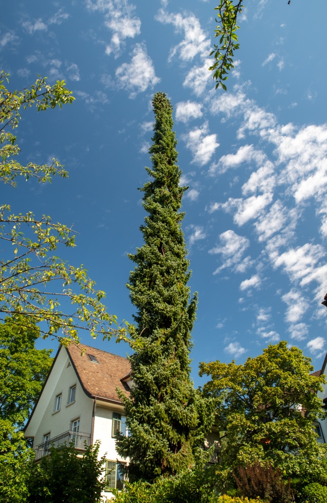 A high, thin coniferous tree in front of a 3-story house, with blue skies and a few light clouds